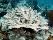 Два критически важных вида кораллов Флориды признаны «функционально вымершими» из-за океанской жары