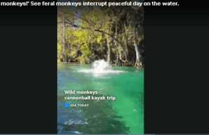 Обезьяны из лаборатории сбежали после аварии грузовика в Миссисипи, одна все еще на свободе