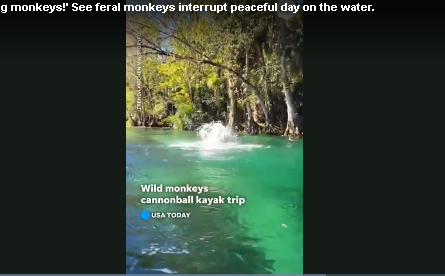 Обезьяны из лаборатории сбежали после аварии грузовика в Миссисипи, одна все еще на свободе